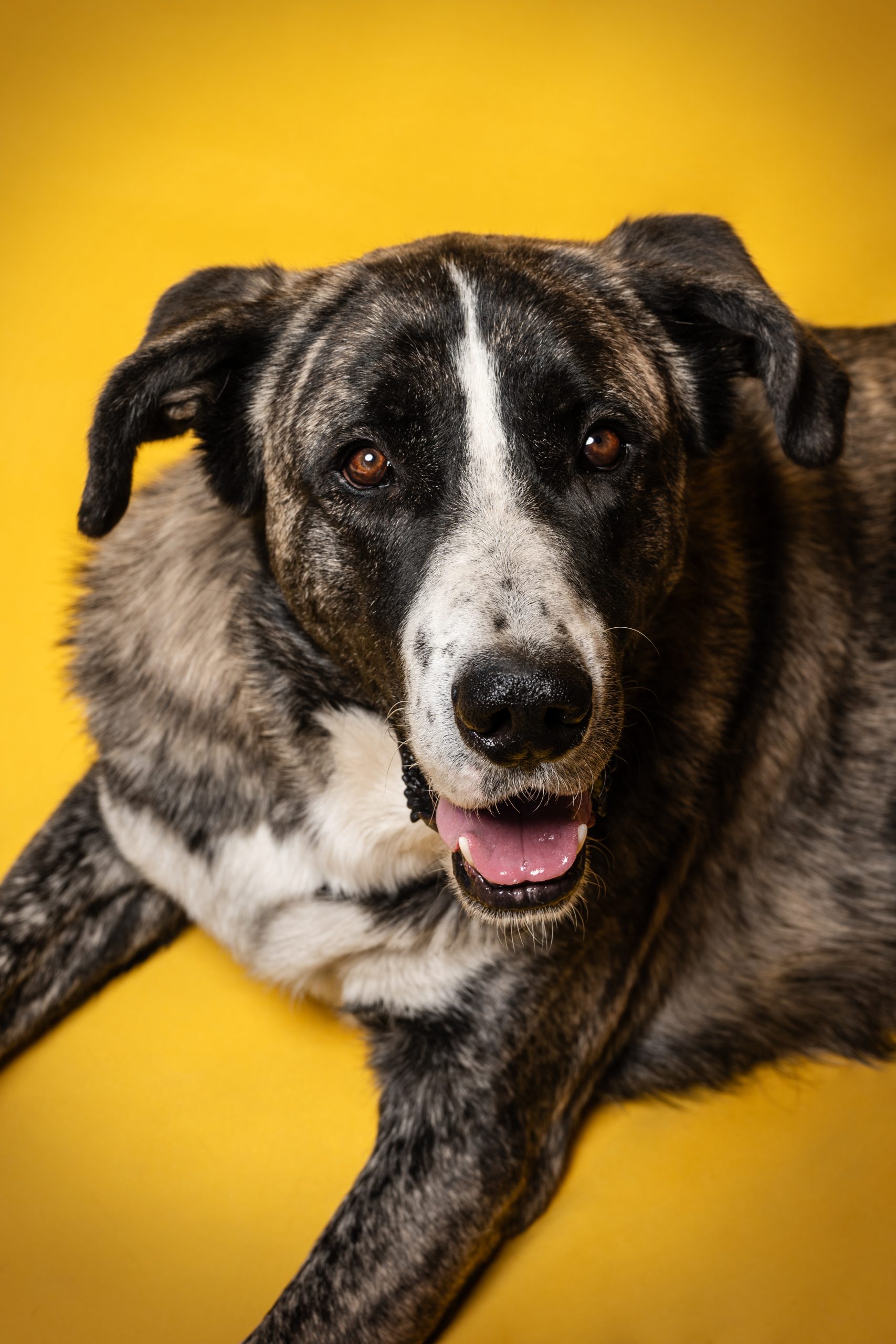 retrato de perro